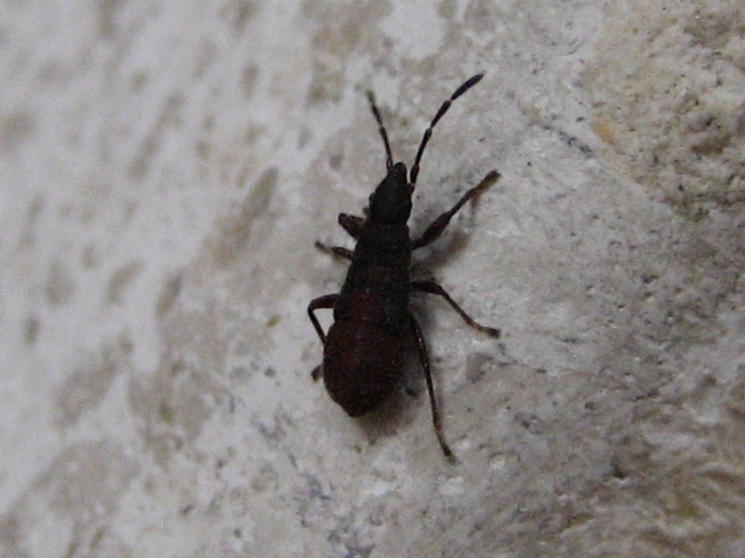 Oxycarenus hyalinipennis attero/melanico?