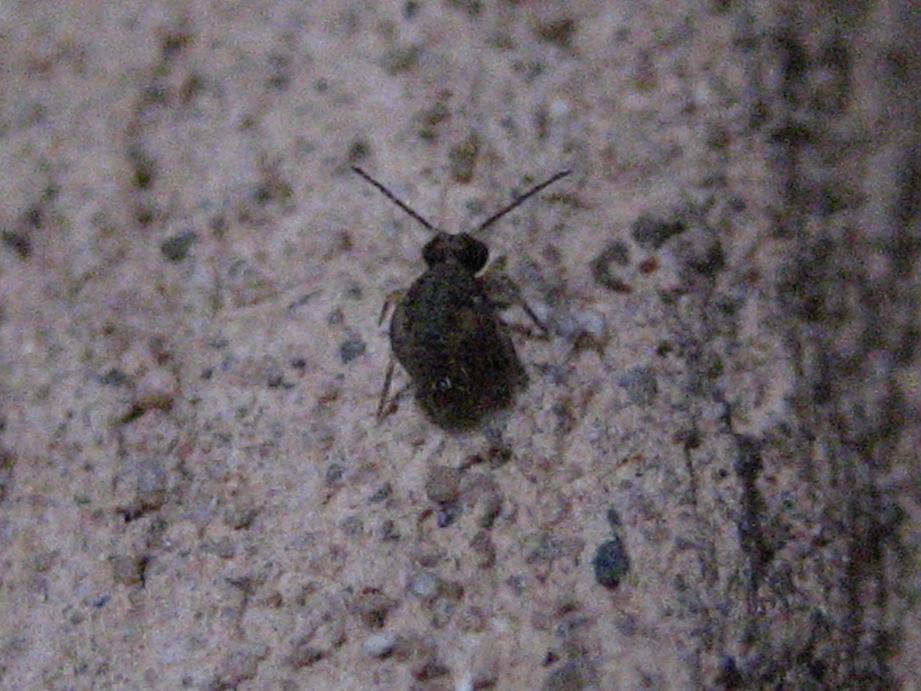 collemboli? Probabili Dicyrtomidae o Sminthuridae