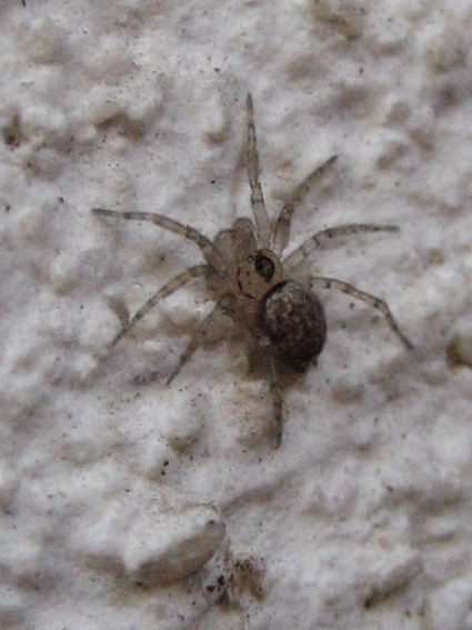 Oecobius sp.