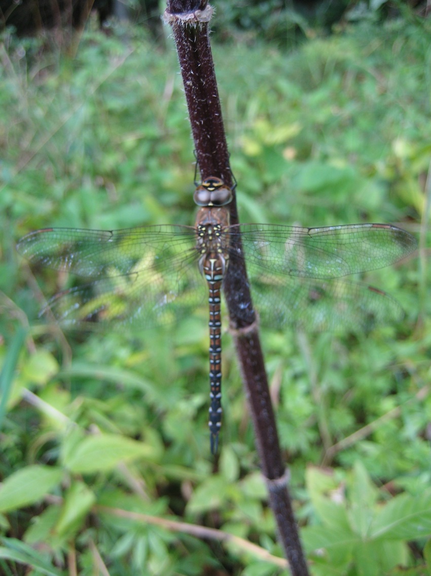 una bellissima signorina... Aeshna mixta