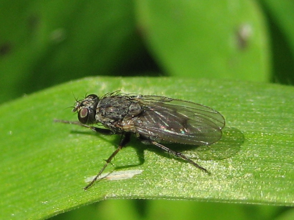 Lispocephala sp.