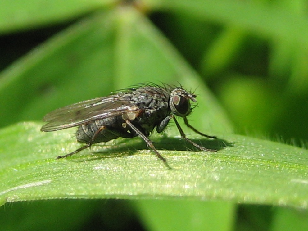 Lispocephala sp.