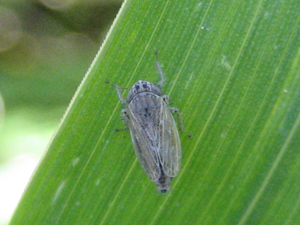 cicadellide: Euscelis sp. o Streptanus sp.