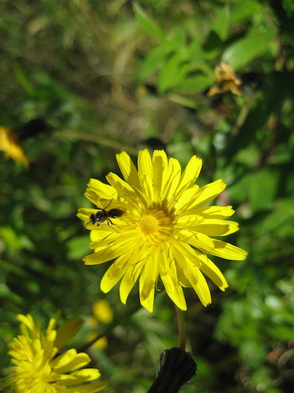 Andrena sp. in accoppiamento