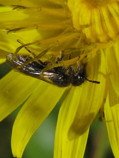 Andrena sp. in accoppiamento