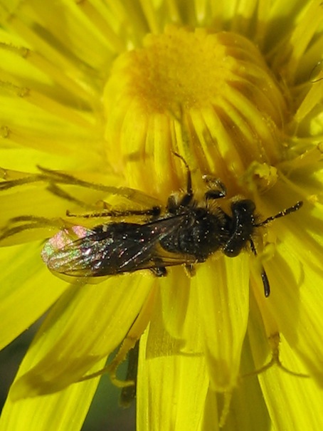 Andrena sp. in accoppiamento