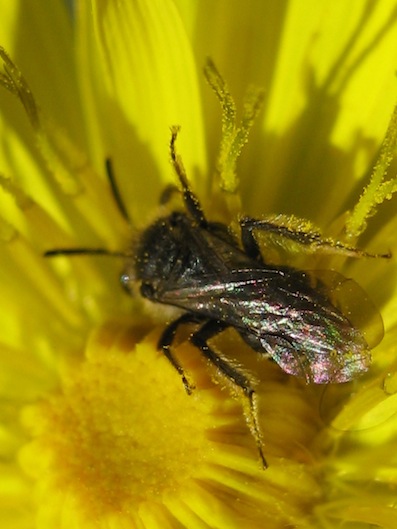 Andrena sp. in accoppiamento