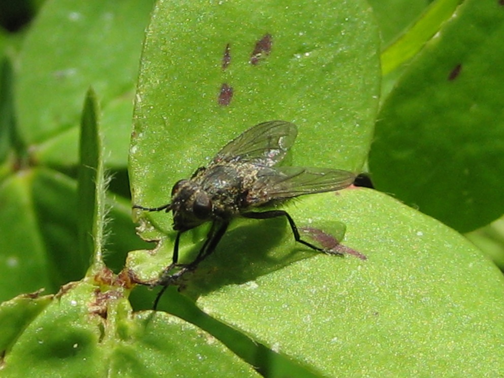 Pollenia sp.