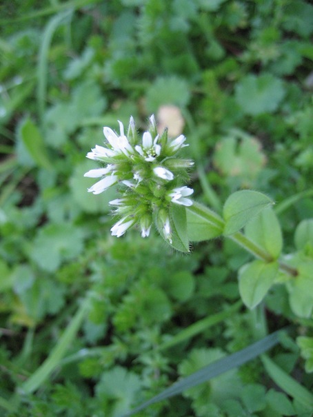 brassicacea? No, Caryophyllacea : Cerastium glomeratum