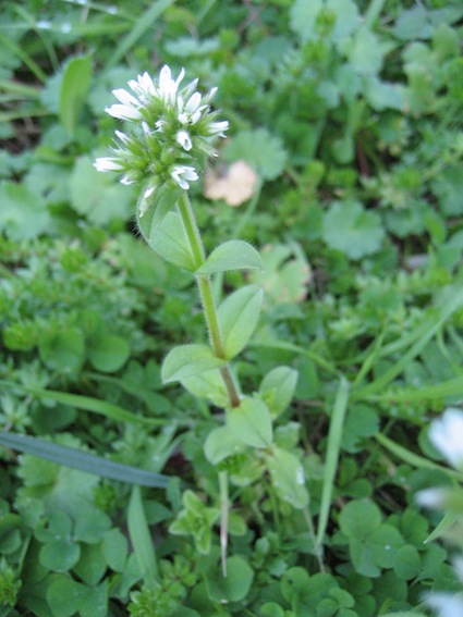 brassicacea? No, Caryophyllacea : Cerastium glomeratum