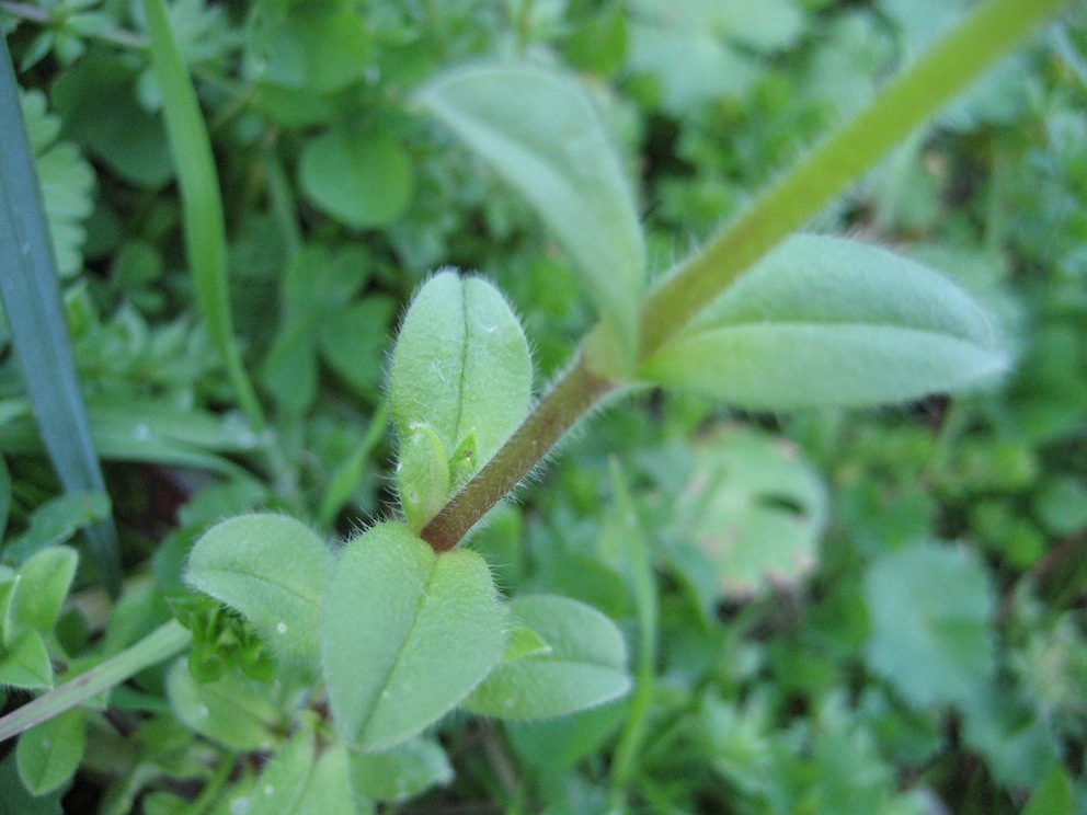 brassicacea? No, Caryophyllacea : Cerastium glomeratum