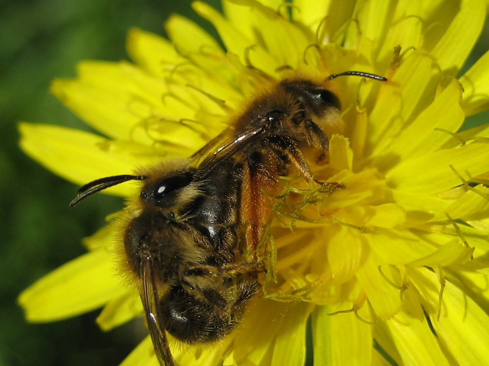 Andrena sp. in accoppiamento