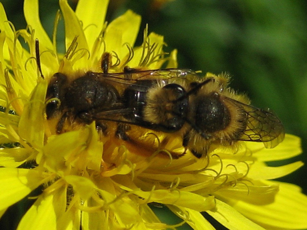 Andrena sp. in accoppiamento