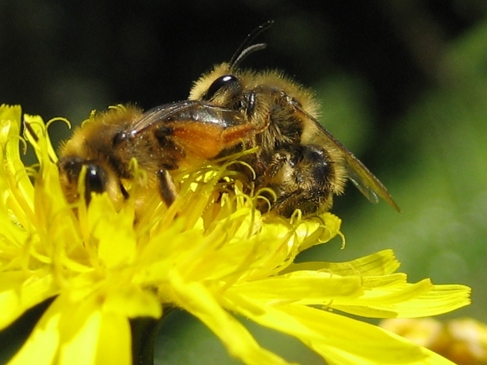 Andrena sp. in accoppiamento