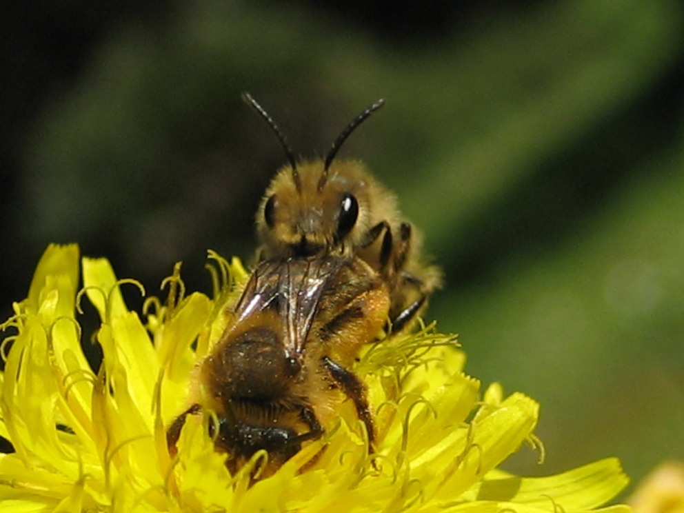 Andrena sp. in accoppiamento