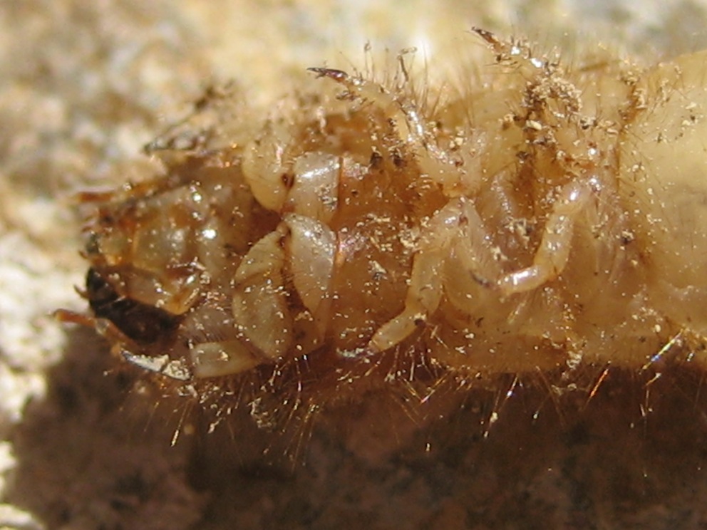 larva di Tenebrionidae