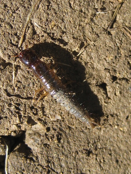 larva di stafilinide