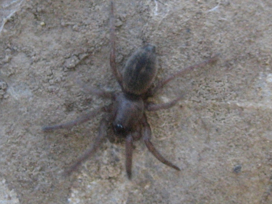 Haplodrassus sp.; Drassodes sp.