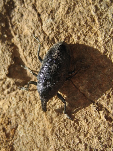 Curculionidae: Larinus (s.str.) cynarae