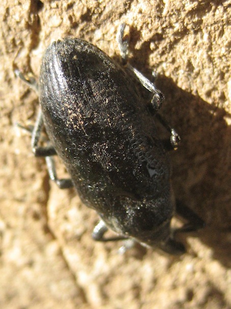 Curculionidae: Larinus (s.str.) cynarae