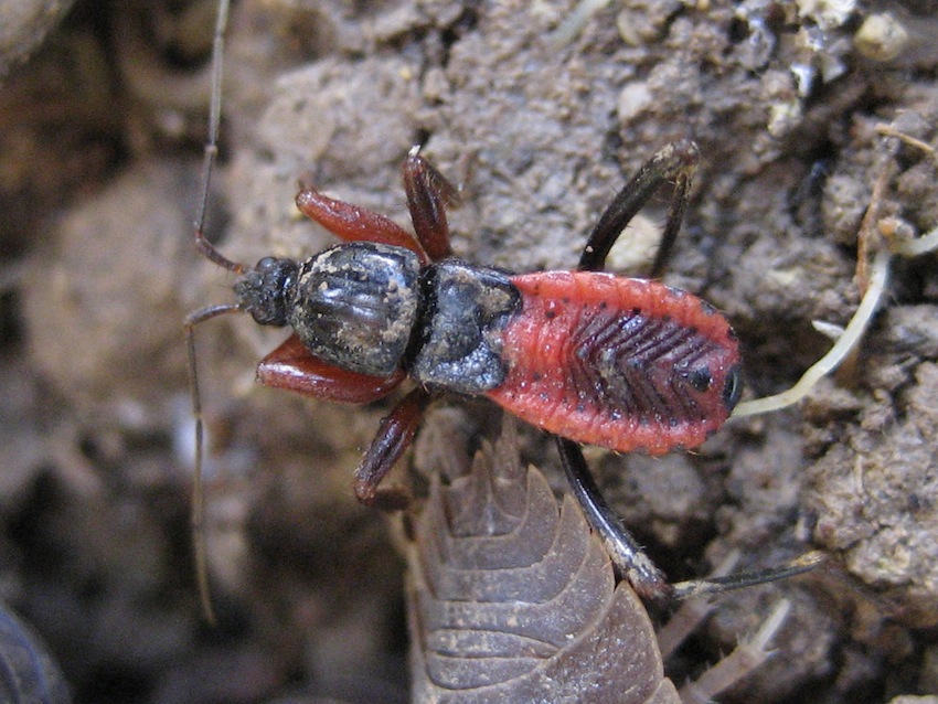 ninfa di Rhynocoris? No, di Ectomocoris