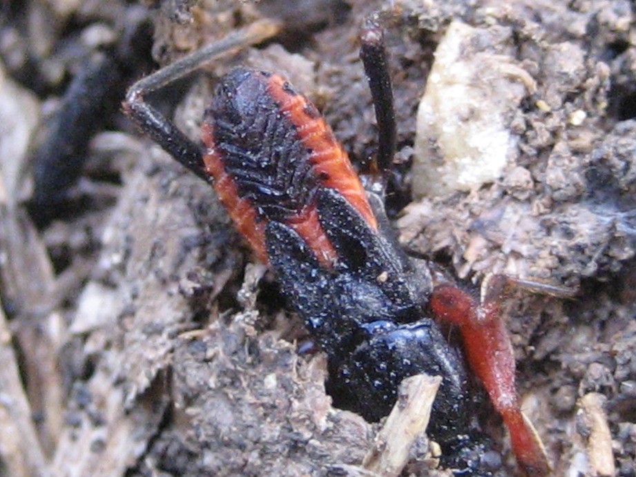 ninfa di Rhynocoris? No, di Ectomocoris