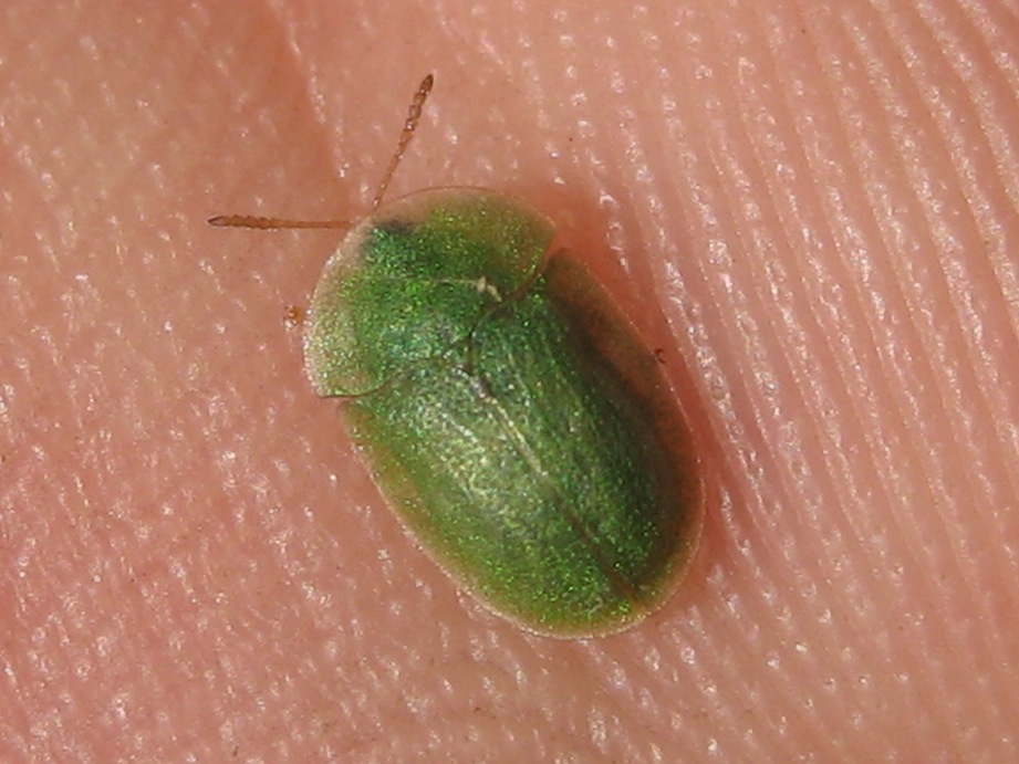 Cassida algirica