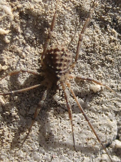 Opilione della Sicilia (PA)