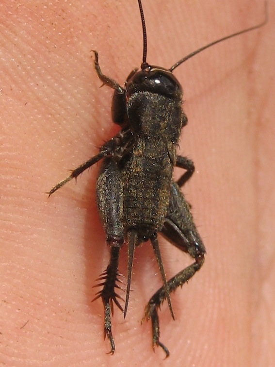 Melanogryllus desertus