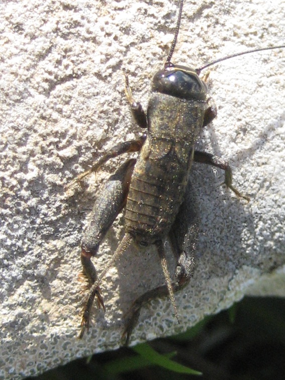 Melanogryllus desertus