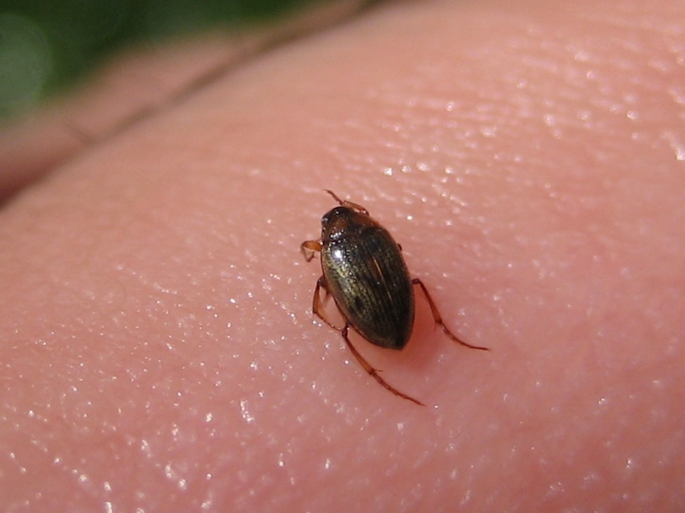 Berosus sp. (Hydrophilida) e Haliplus sp. (Haliplidae)