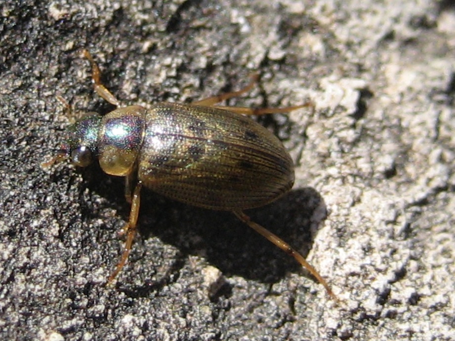 Berosus sp. (Hydrophilida) e Haliplus sp. (Haliplidae)