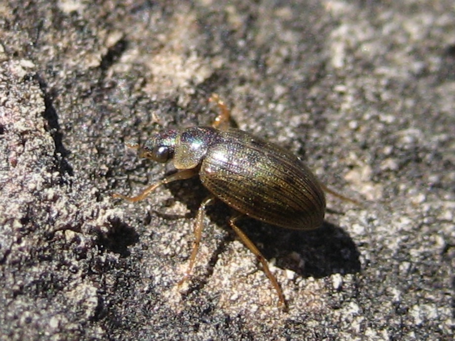 Berosus sp. (Hydrophilida) e Haliplus sp. (Haliplidae)