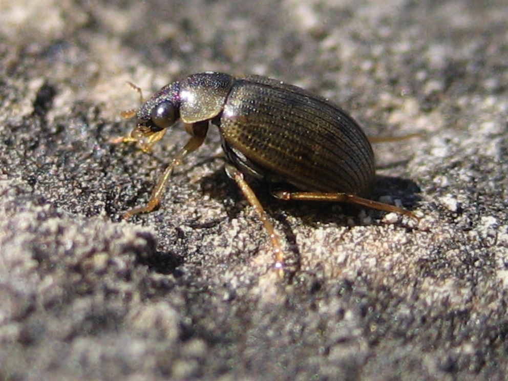 Berosus sp. (Hydrophilida) e Haliplus sp. (Haliplidae)