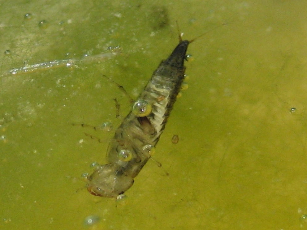 larva di Dytiscidae