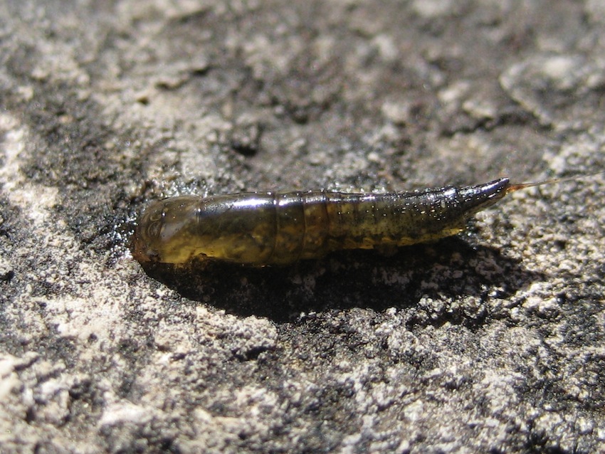 larva di Dytiscidae