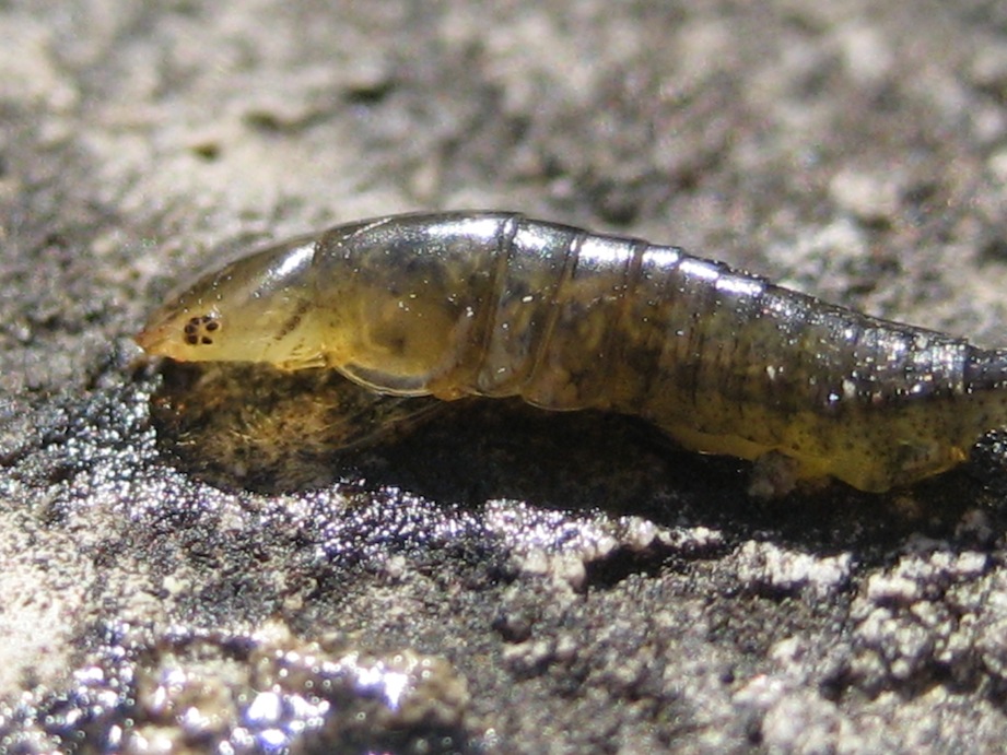 larva di Dytiscidae