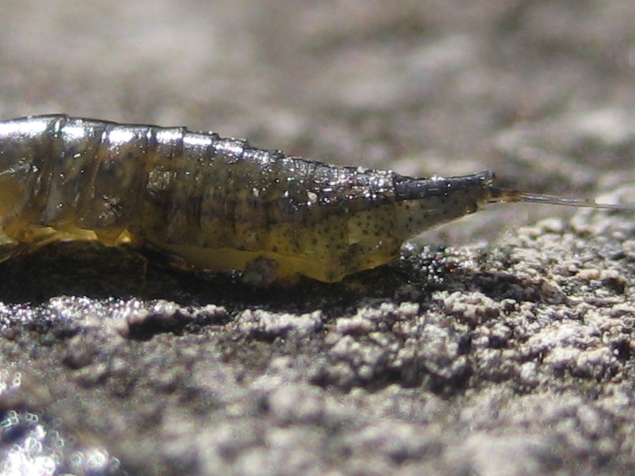 larva di Dytiscidae