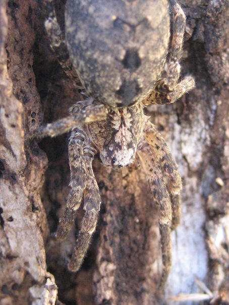 Zoropsis sp.