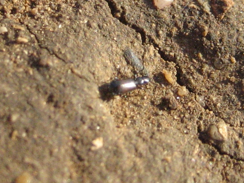 carabide:  Microlestes sp.