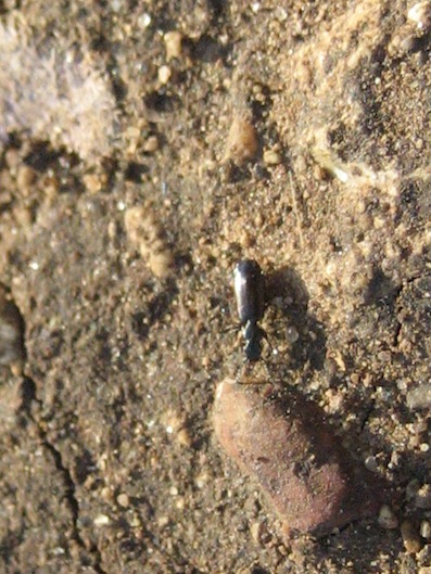 carabide:  Microlestes sp.