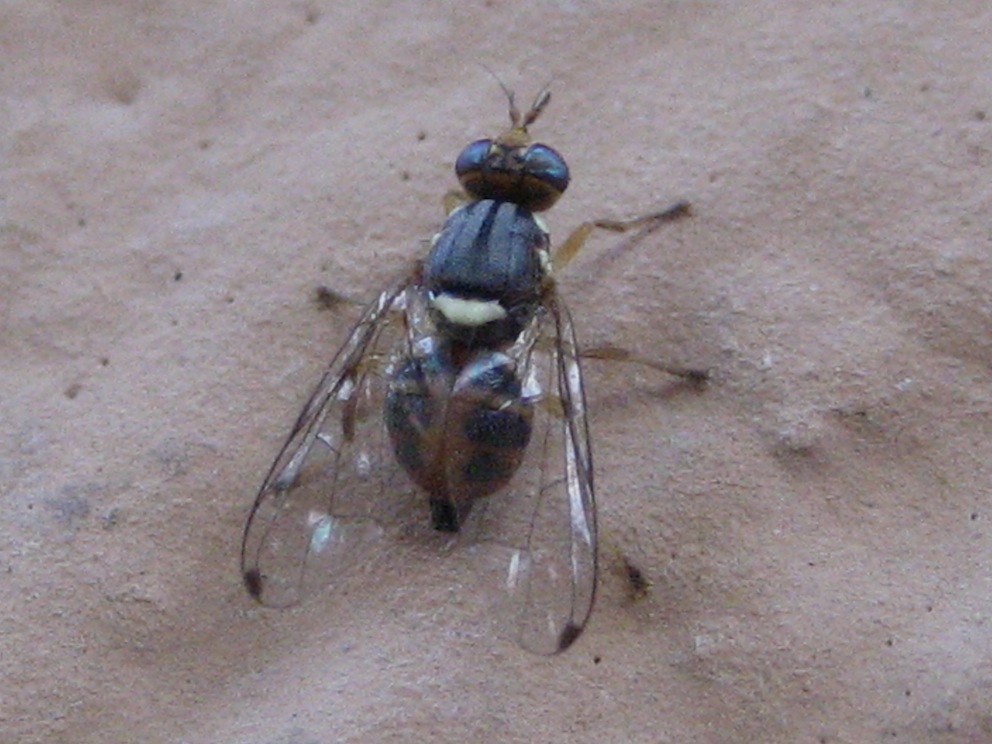 Bactrocera oleae