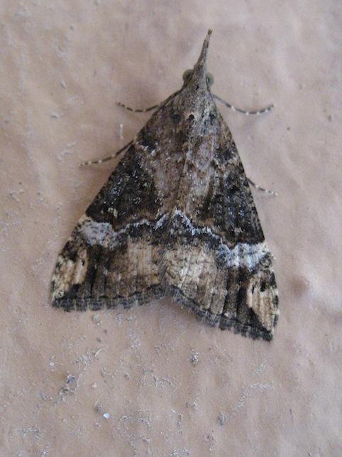 aiutino? - Hypena (Hypena) obsitalis