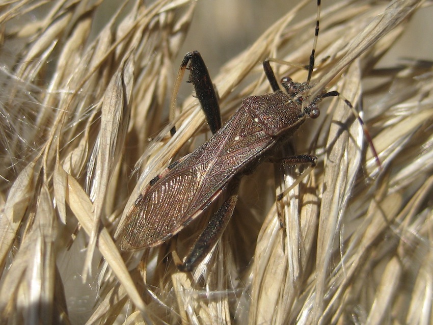 Alydidae. Camptopus lateralis di Agrigento