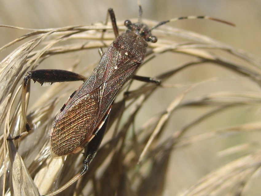 Alydidae. Camptopus lateralis di Agrigento