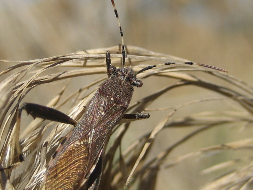 Alydidae. Camptopus lateralis di Agrigento