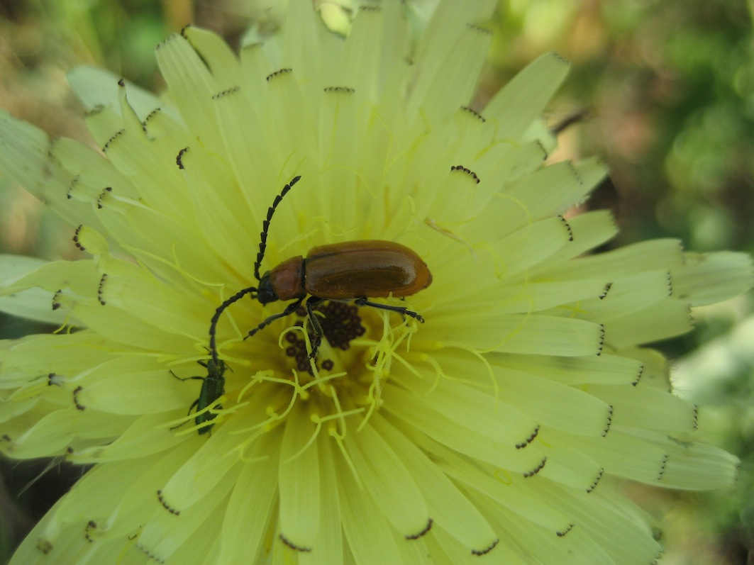 forse Chrysomelidae? (Exosoma lusitanicum)