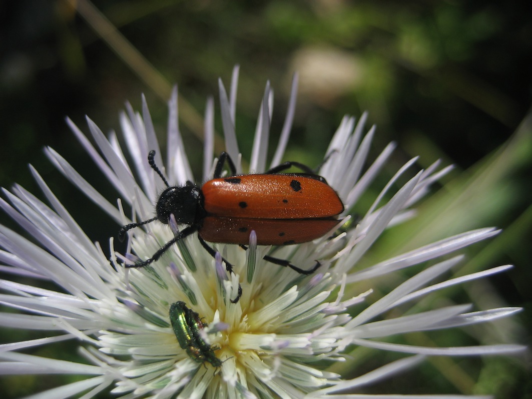 Mylabris schreibersi?