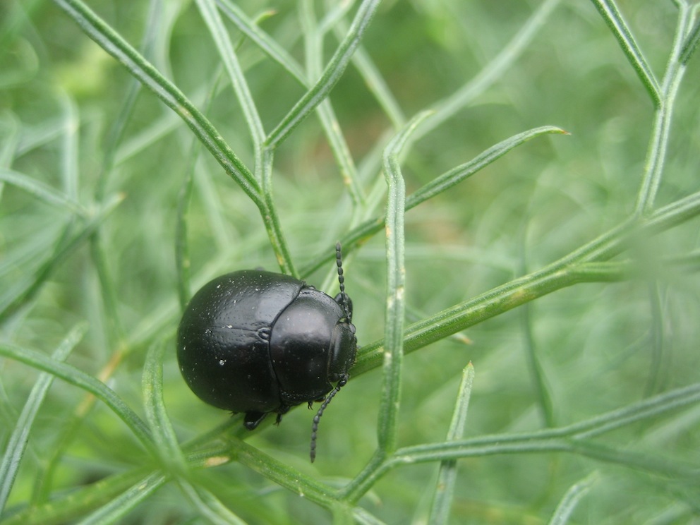 Chrysolina (Threnosoma) inflata