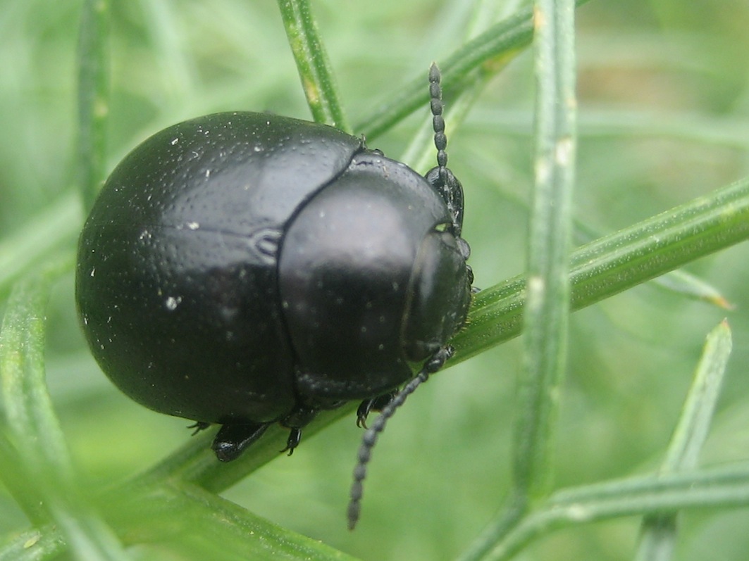 Chrysolina (Threnosoma) inflata